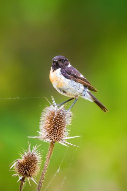 Sevimli küçük kuş Stonechat. Yeşil Doğa arka plan. Kuş: Avrupa Stonechat. Saxicola rubicola. 