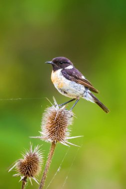 Sevimli küçük kuş Stonechat. Yeşil Doğa arka plan. Kuş: Avrupa Stonechat. Saxicola rubicola. 
