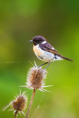 Sevimli küçük kuş Stonechat. Yeşil Doğa arka plan. Kuş: Avrupa Stonechat. Saxicola rubicola. 
