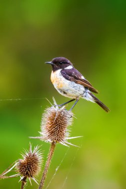 Sevimli küçük kuş Stonechat. Yeşil Doğa arka plan. Kuş: Avrupa Stonechat. Saxicola rubicola. 