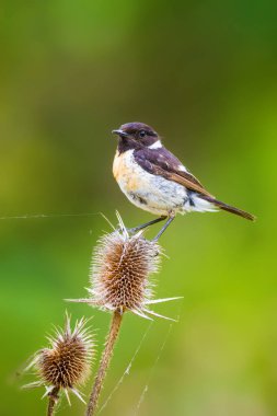 Sevimli küçük kuş Stonechat. Yeşil Doğa arka plan. Kuş: Avrupa Stonechat. Saxicola rubicola. 