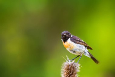 Sevimli küçük kuş Stonechat. Yeşil Doğa arka plan. Kuş: Avrupa Stonechat. Saxicola rubicola. 