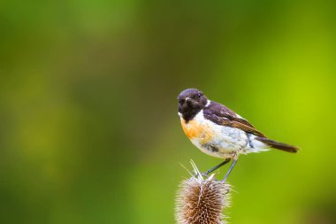 Sevimli küçük kuş Stonechat. Yeşil Doğa arka plan. Kuş: Avrupa Stonechat. Saxicola rubicola. 
