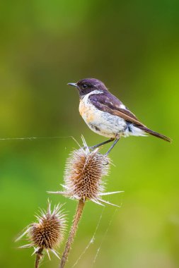 Sevimli küçük kuş Stonechat. Yeşil Doğa arka plan. Kuş: Avrupa Stonechat. Saxicola rubicola. 