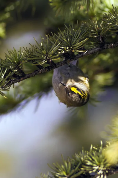 Sevimli küçük kuş Firecrest. Yeşil orman arka planı. 