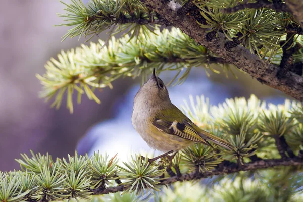 Sevimli küçük kuş Firecrest. Yeşil orman arka planı. 