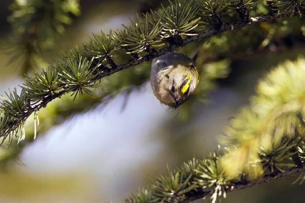Cute Mały Ptak Firecrest Tło Zielonego Lasu — Zdjęcie stockowe