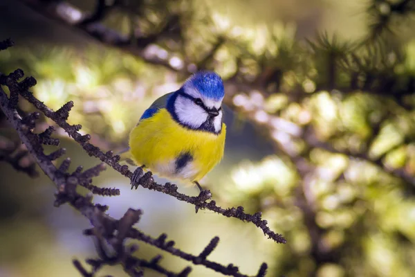 Nature and little bird. Colorful nature habtat background.