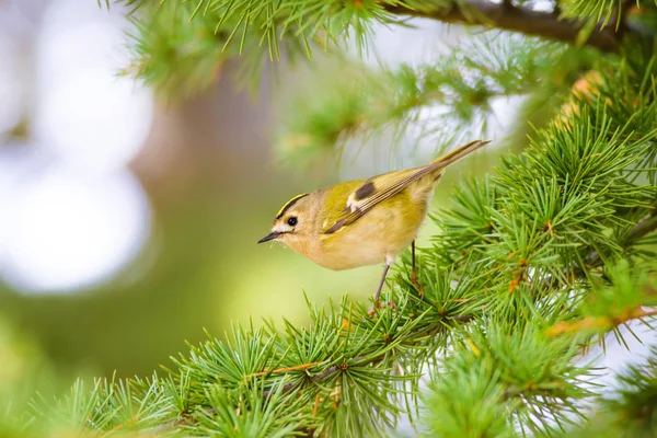 Sevimli küçük kuş Firecrest. Yeşil orman arka planı. 