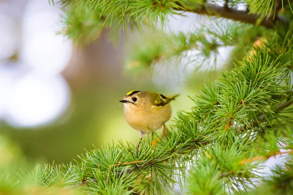 Roztomilá Ptáčku Firecrest Zelené Pozadí Lesa — Stock fotografie