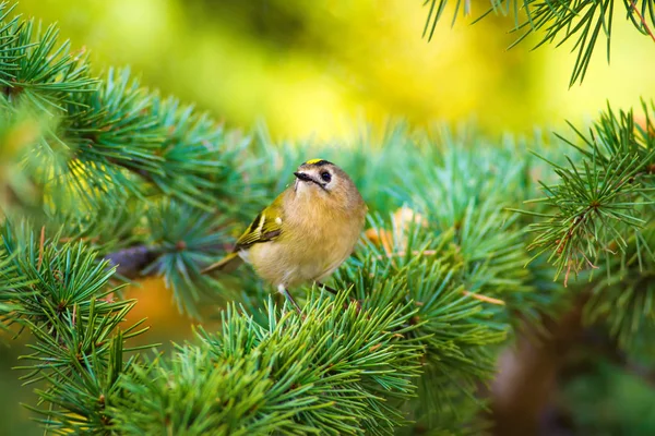 Sevimli küçük kuş Firecrest. Yeşil orman arka planı. 