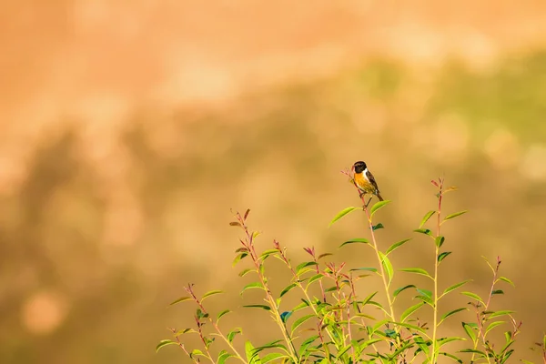 Green nature background and cute bird Stonechat.