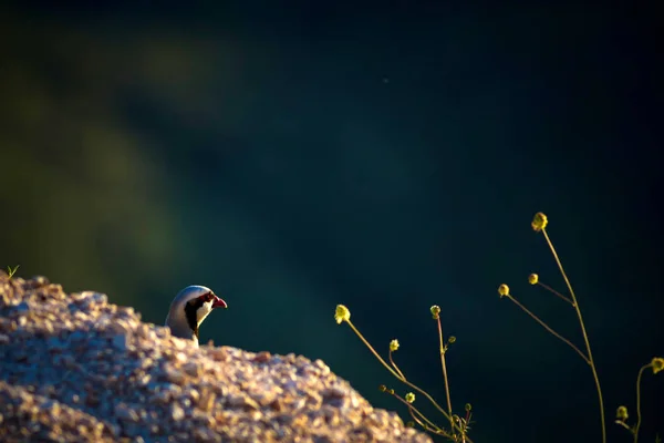 Roztomilý Partridge Temné Přírodní Pozadí Chukar Partridge — Stock fotografie