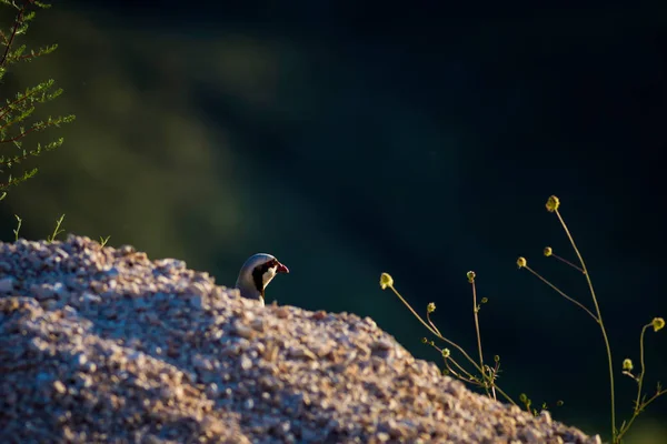 Carina Partridge Sfondo Scuro Della Natura Chukar Partridge — Foto Stock