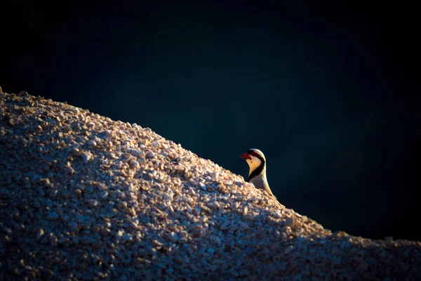 Sevimli Keklik. Karanlık doğa arka planı. Çukar Kekliği 