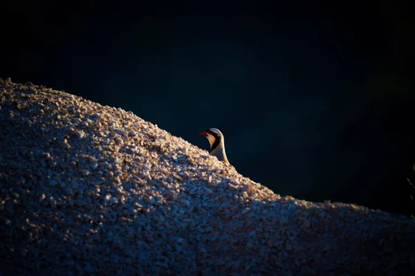 Söt Partridge Mörk Natur Bakgrund Mer Från Chukar Partridge — Stockfoto
