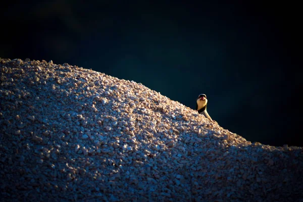 Perdiz Gira Fundo Natureza Escura Perdiz Chukar — Fotografia de Stock