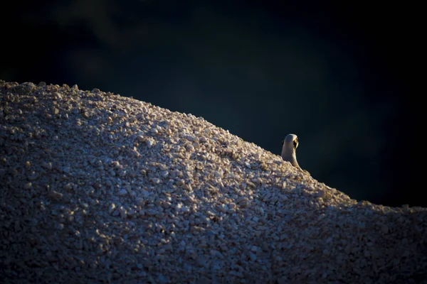 Sevimli Keklik. Karanlık doğa arka planı. Çukar Kekliği 