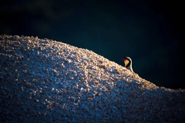 Sevimli Keklik Karanlık Doğa Arka Planı Çukar Kekliği — Stok fotoğraf