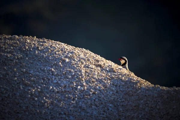 Sevimli Keklik. Karanlık doğa arka planı. Çukar Kekliği 