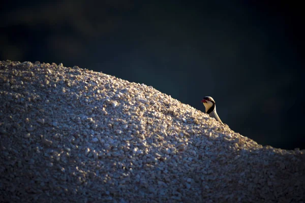 Sevimli Keklik. Karanlık doğa arka planı. Çukar Kekliği 