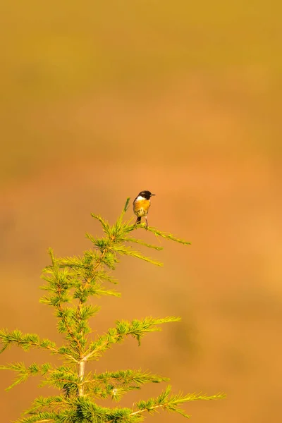 緑の自然の背景とかわいい鳥ストーンチャット — ストック写真
