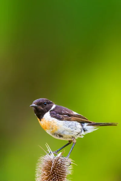 Fondo Naturaleza Verde Lindo Pájaro Stonechat — Foto de Stock