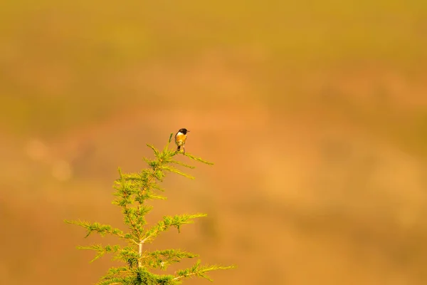 Зеленый Фон Природы Милая Птица Stonechat — стоковое фото