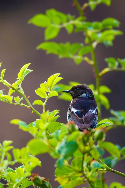 Fondo Naturaleza Verde Lindo Pájaro Stonechat —  Fotos de Stock