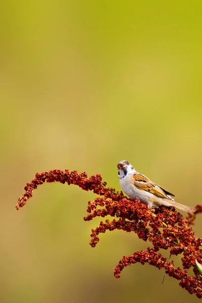 Nature Bird Colorful Nature Background — Stock Photo, Image