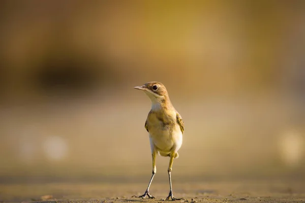 Natur Och Fågel Färgglad Natur Bakgrund — Stockfoto