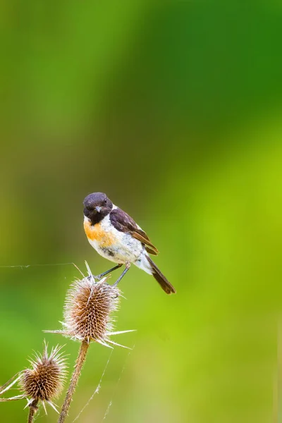 Green nature background and cute bird Stonechat.