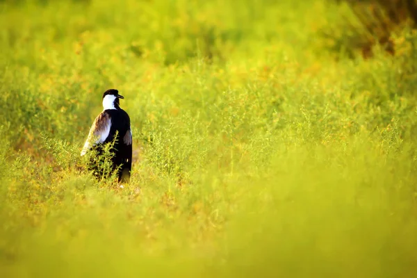 Yeşil doğa ve Spur Kanatlı Lapwing. Kuş: Spur kanatlı Lapwing. Vanellus spinosus.