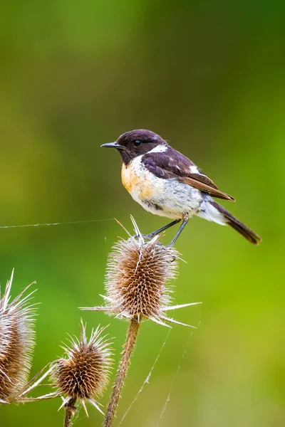 Sevimli küçük kuş Stonechat. Yeşil Doğa arka plan. Kuş: Avrupa Stonechat. Saxicola rubicola. 