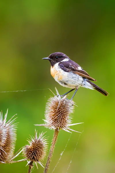 Sevimli küçük kuş Stonechat. Yeşil Doğa arka plan. Kuş: Avrupa Stonechat. Saxicola rubicola. 