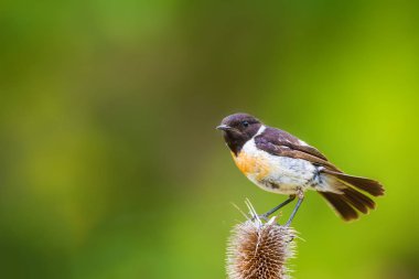 Sevimli küçük kuş Stonechat. Yeşil Doğa arka plan. Kuş: Avrupa Stonechat. Saxicola rubicola. 