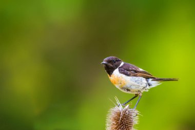 Sevimli küçük kuş Stonechat. Yeşil Doğa arka plan. Kuş: Avrupa Stonechat. Saxicola rubicola. 