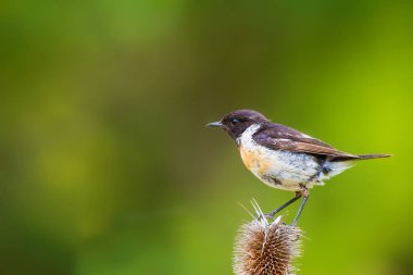 Sevimli küçük kuş Stonechat. Yeşil Doğa arka plan. Kuş: Avrupa Stonechat. Saxicola rubicola. 