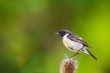 Sevimli küçük kuş Stonechat. Yeşil Doğa arka plan. Kuş: Avrupa Stonechat. Saxicola rubicola. 