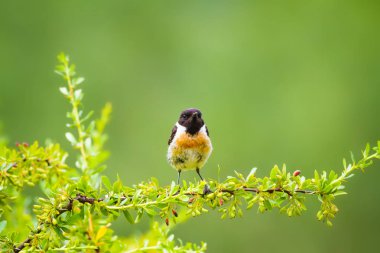 Sevimli küçük kuş Stonechat. Yeşil Doğa arka plan. Kuş: Avrupa Stonechat. Saxicola rubicola. 
