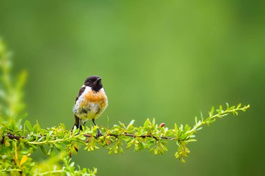 Sevimli küçük kuş Stonechat. Yeşil Doğa arka plan. Kuş: Avrupa Stonechat. Saxicola rubicola. 