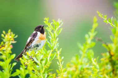 Sevimli küçük kuş Stonechat. Yeşil Doğa arka plan. Kuş: Avrupa Stonechat. Saxicola rubicola. 