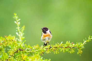 Sevimli küçük kuş Stonechat. Yeşil Doğa arka plan. Kuş: Avrupa Stonechat. Saxicola rubicola. 