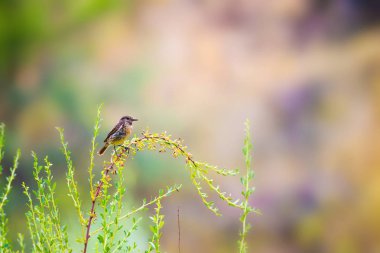 Sevimli küçük kuş Stonechat. Yeşil Doğa arka plan. Kuş: Avrupa Stonechat. Saxicola rubicola. 