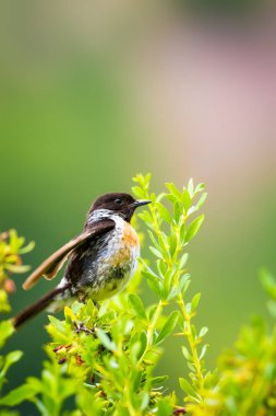 Sevimli küçük kuş Stonechat. Yeşil Doğa arka plan. Kuş: Avrupa Stonechat. Saxicola rubicola. 