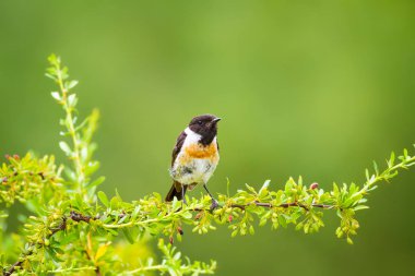 Sevimli küçük kuş Stonechat. Yeşil Doğa arka plan. Kuş: Avrupa Stonechat. Saxicola rubicola. 