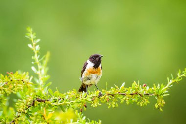 Sevimli küçük kuş Stonechat. Yeşil Doğa arka plan. Kuş: Avrupa Stonechat. Saxicola rubicola. 