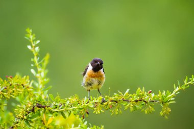 Sevimli küçük kuş Stonechat. Yeşil Doğa arka plan. Kuş: Avrupa Stonechat. Saxicola rubicola. 