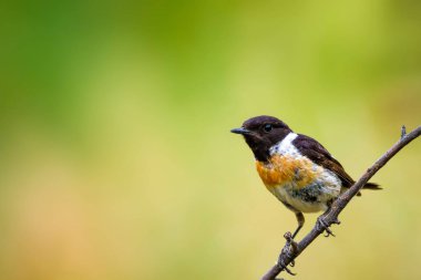 Sevimli küçük kuş Stonechat. Yeşil Doğa arka plan. Kuş: Avrupa Stonechat. Saxicola rubicola. 