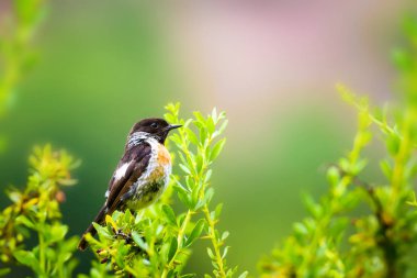 Sevimli küçük kuş Stonechat. Yeşil Doğa arka plan. Kuş: Avrupa Stonechat. Saxicola rubicola. 